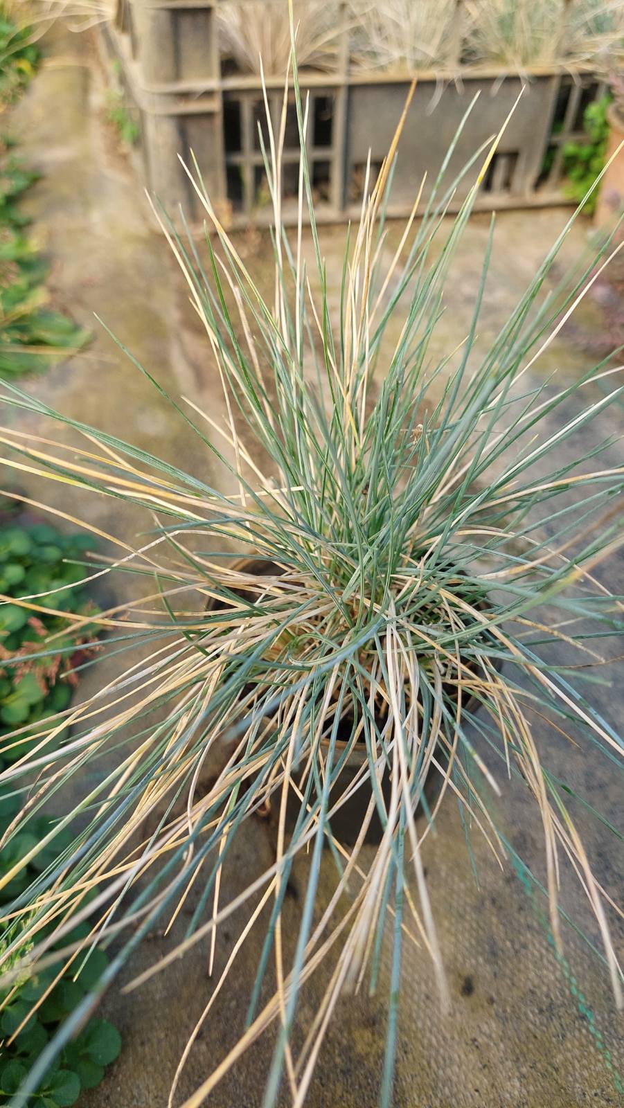 Festuca glauca